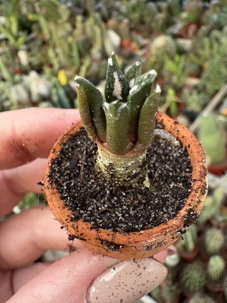Ariocarpus kotschoubeyanus v.elephantidens