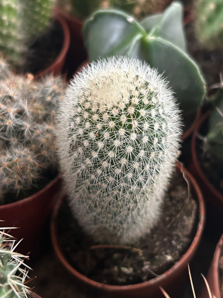 Mammillaria pilcayensis