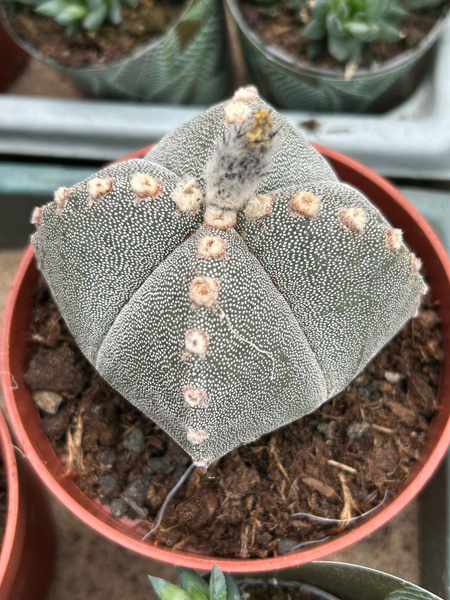 Astrophytum myriostigma 'Quadricostataum'