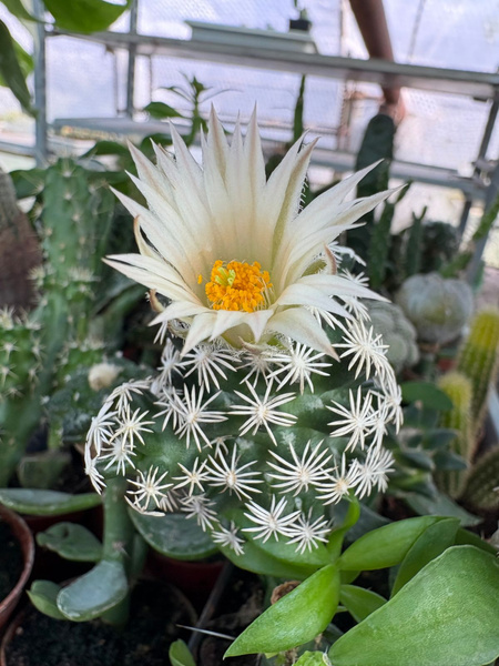 Escobaria abdita LAGUNA DE LA LECHE VZD1313