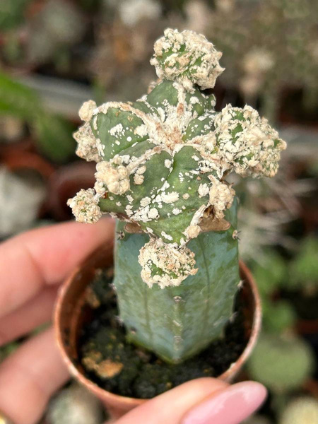 Astrophytum myriostigma  'Kikko Hakuun'