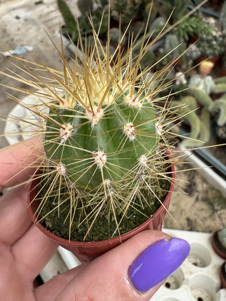 Trichocereus poco