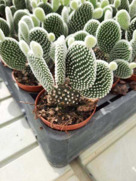 Opuntia microdasys cv. Albata