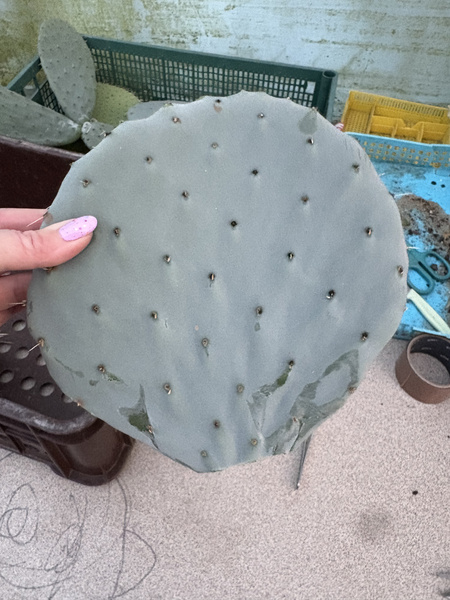 Opuntia robusta v.gigantea