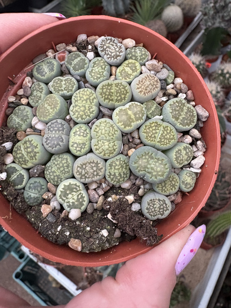 Lithops mix GRUPA siewek III