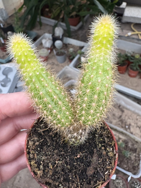 Akersia roseiflora 'Variegata'