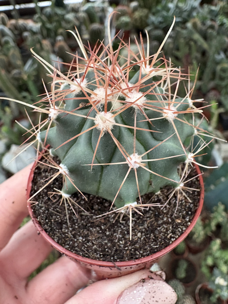 Ferocactus fordii