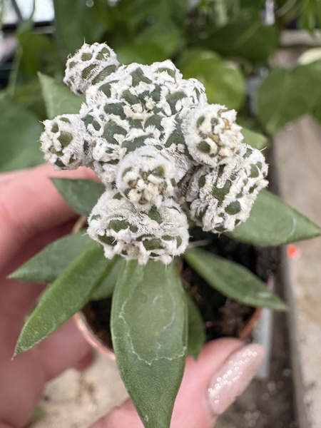 Astrophytum asterias 'Extreme Snow'