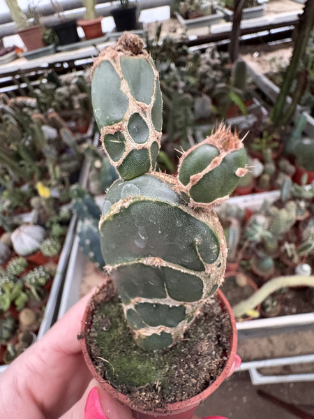 Opuntia ficus-indica 'Cobra'
