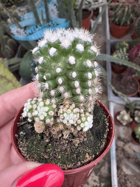 Mammillaria gracilis 'Oruga Monstruosa'