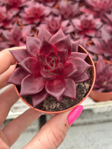 Echeveria agavoides 'Hot Red'