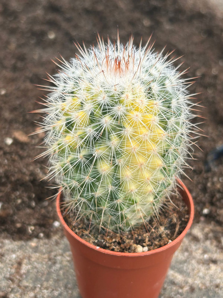 Mammillaria spinosissima 'Variegata'