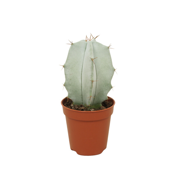 Lemaireocereus pruinosus