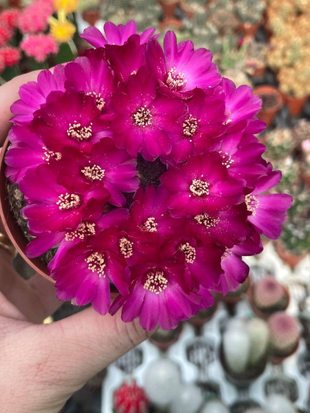 Sulcorebutia rauschii v.violacidermis