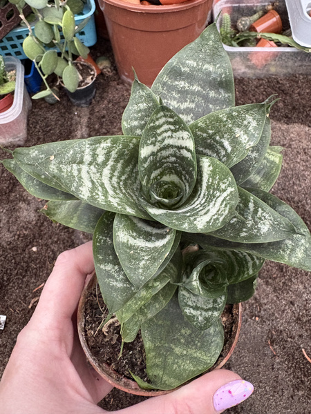 Sansevieria trifasciata v.Hahnii