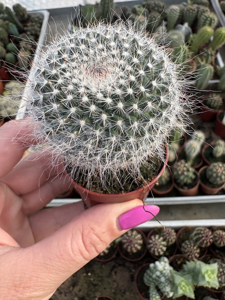 Mammillaria hahniana