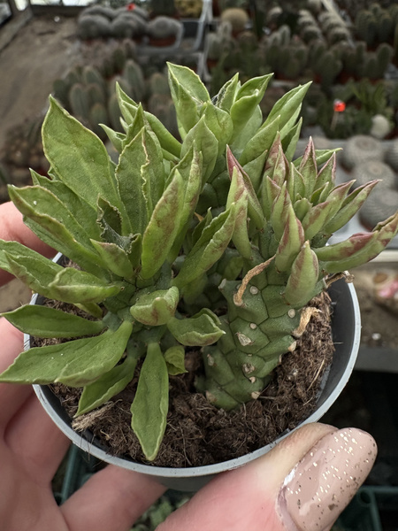 Monadenium stapelioides