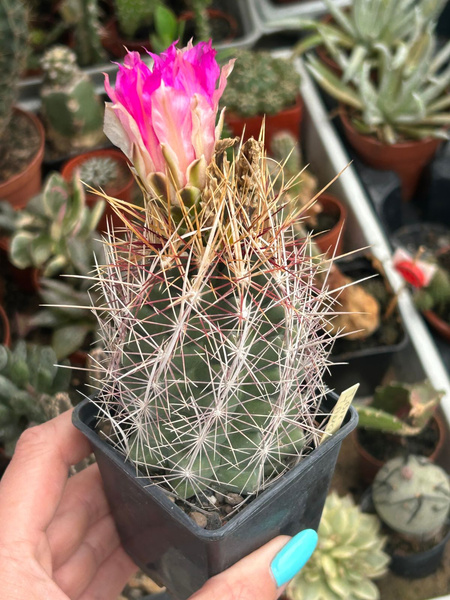 Thelocactus bicolor Jangueillos