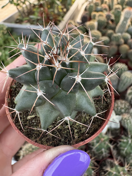 Mammillaria grusonii