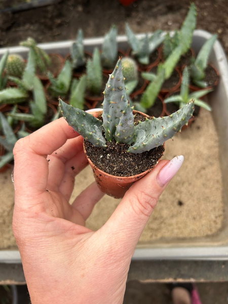 ALOE ACULEATA