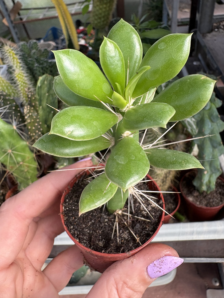 Quiabentia verticillata